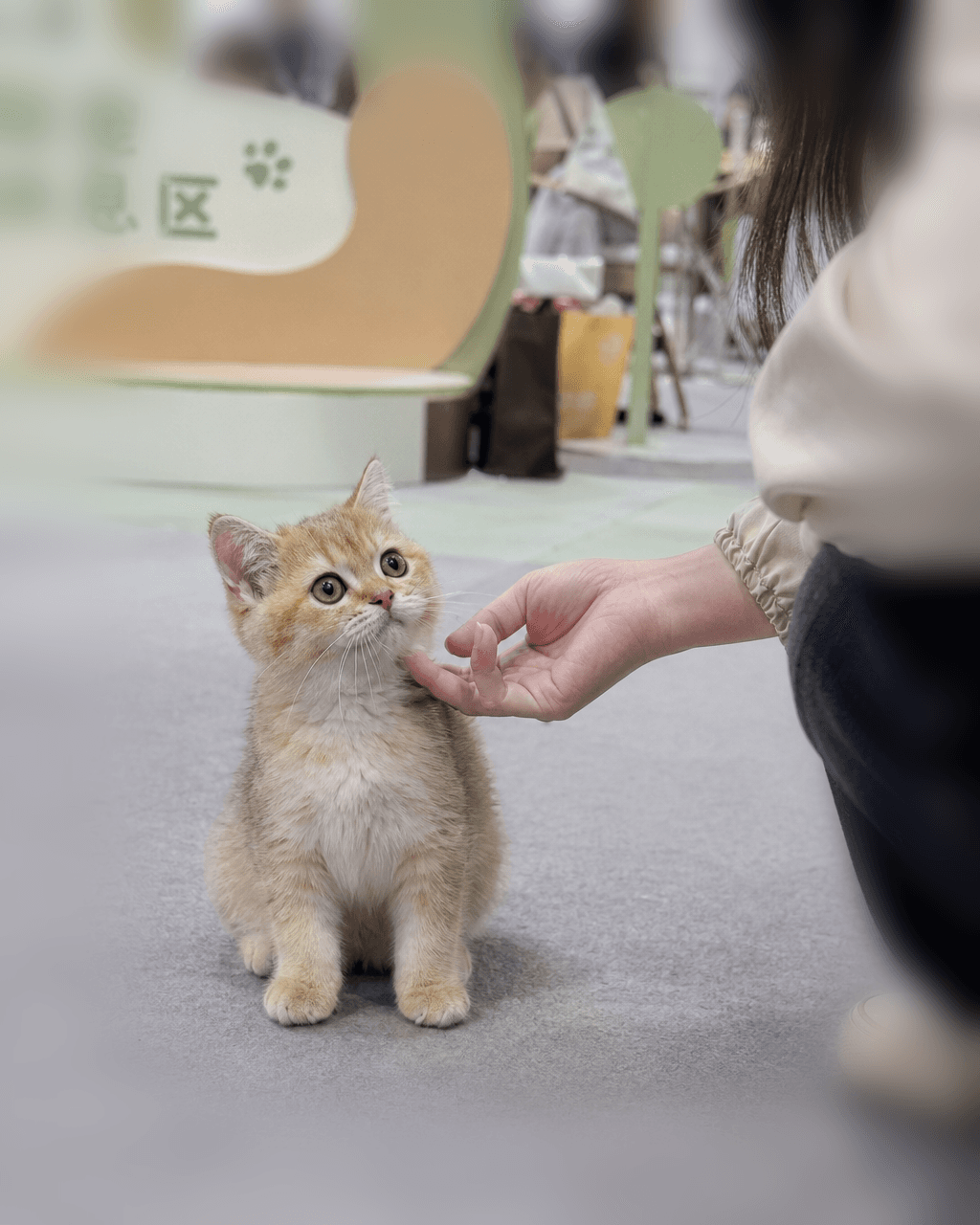 星野 主视觉 1